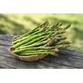 thumbnail image 1 of Live Asparagus Bare Root Plants - 2yr Crowns - (10 Crowns) Can Not Ship to California, 1 of 3