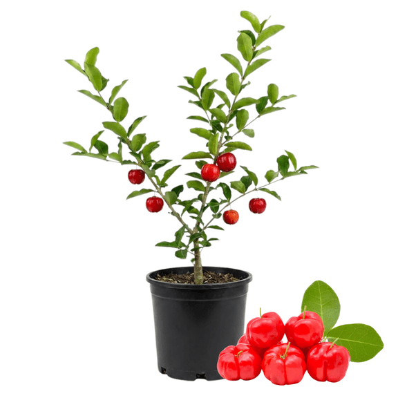 Live Barbados Cherry Tree Live Plant, Acerola Fruit Bush Plants for Outdoor Garden, Starter Plant 4-7 Inches, No Pot