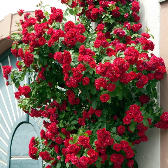 Live Bareroot Blaze Climbing Rose Shrub Condition with Full Sunlight - 2 Piece