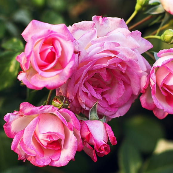 Live Bareroot Pink MiniFlora Patio Tree Rose Plant with Pink Flowers