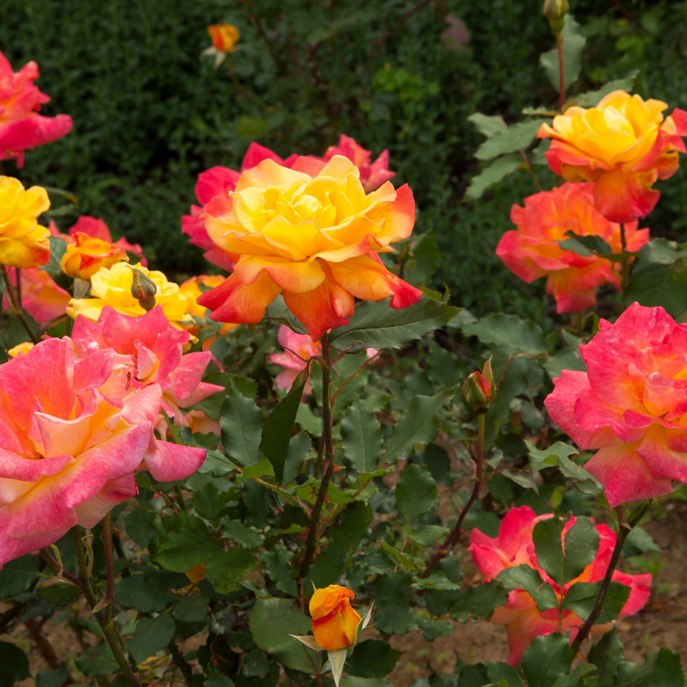 Live Bareroot Rainbow MiniFlora Patio Tree Rose Plant with Multicolor Flowers