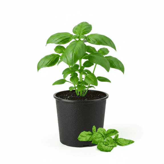 Live Basil Plant, Large Leaf Basil Live Plant in 4 Inches Pot, Fragrant and Edible Herbs, Indoor Outdoor Growing