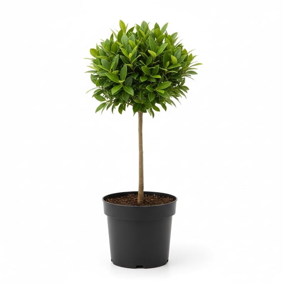 Live Bay Laurel Plant 4-8 Inch Tall, Fragrant Bay Leaf Tree Well Rooted, 8 Months Old Bay Leaves Plant