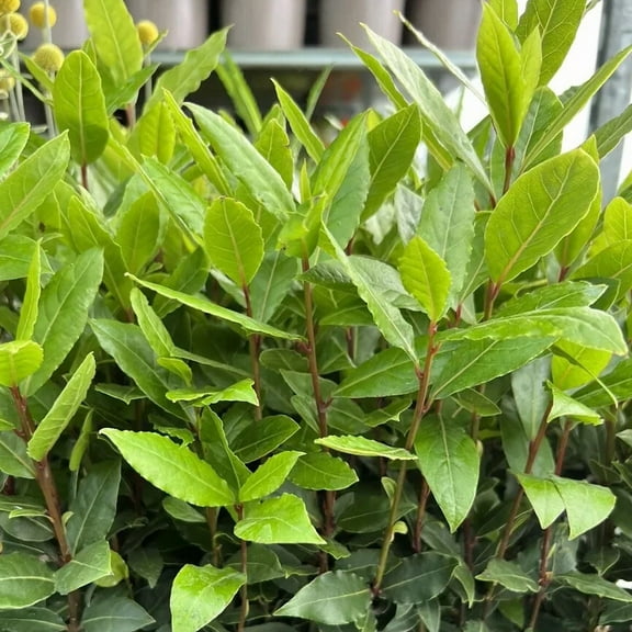 Live Bay Tee Bay Leaf Plant Laurus Nobilis Sweet Bay Starter Well Roots, 4 Inch Pot