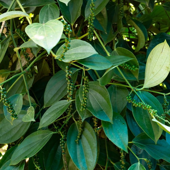 Live Black Pepper Plant, Piper Nigrum Vine Plants, Tropical Edible Spice, 4-6 Inches Tall, Well Rooted, Ready to Grow