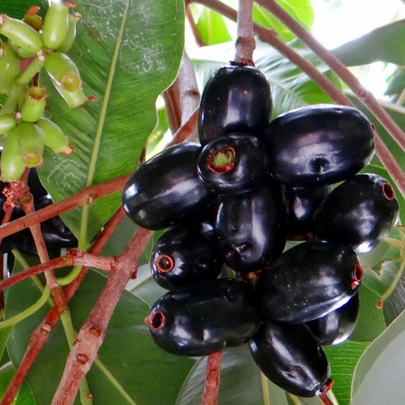 Live Black Plum Plant, Fruit Tree, Suitable for Home Gardens, 6-10 Inches Height