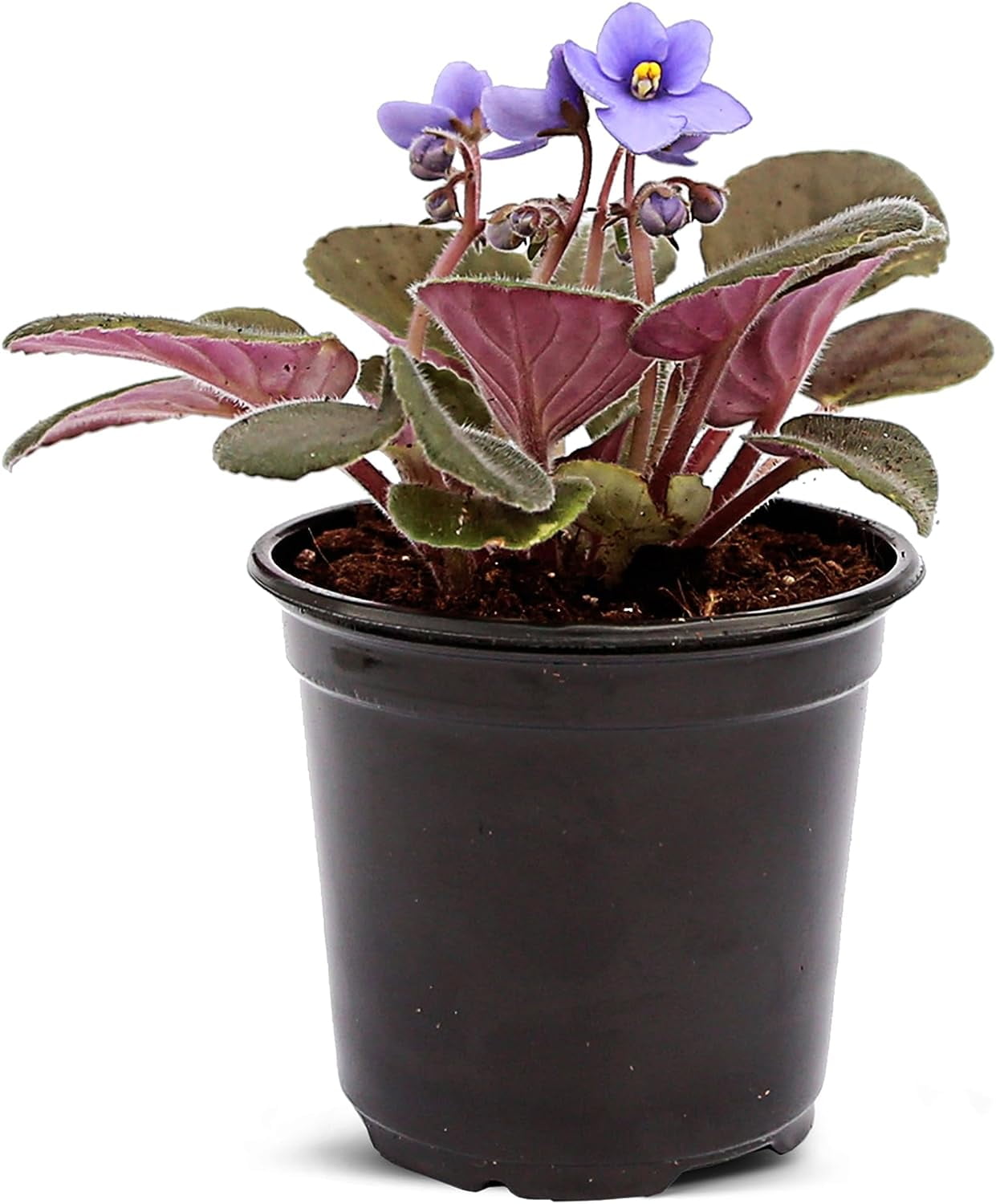 Live Blue Shade Violets, Flowering Christmas Gift, Blooming Housewarming Gift, Grandma Birthday Gift, Plant Lover Gift, Fully Rooted Indoor Plant in 4" Pot