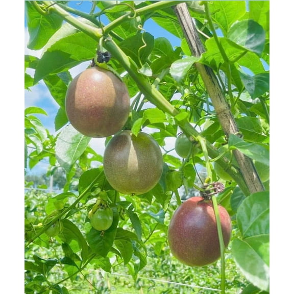 Live Bounty Passion Fruit Vine Passiflora Edulis Passionvine Plant 4-6 Inch Tall