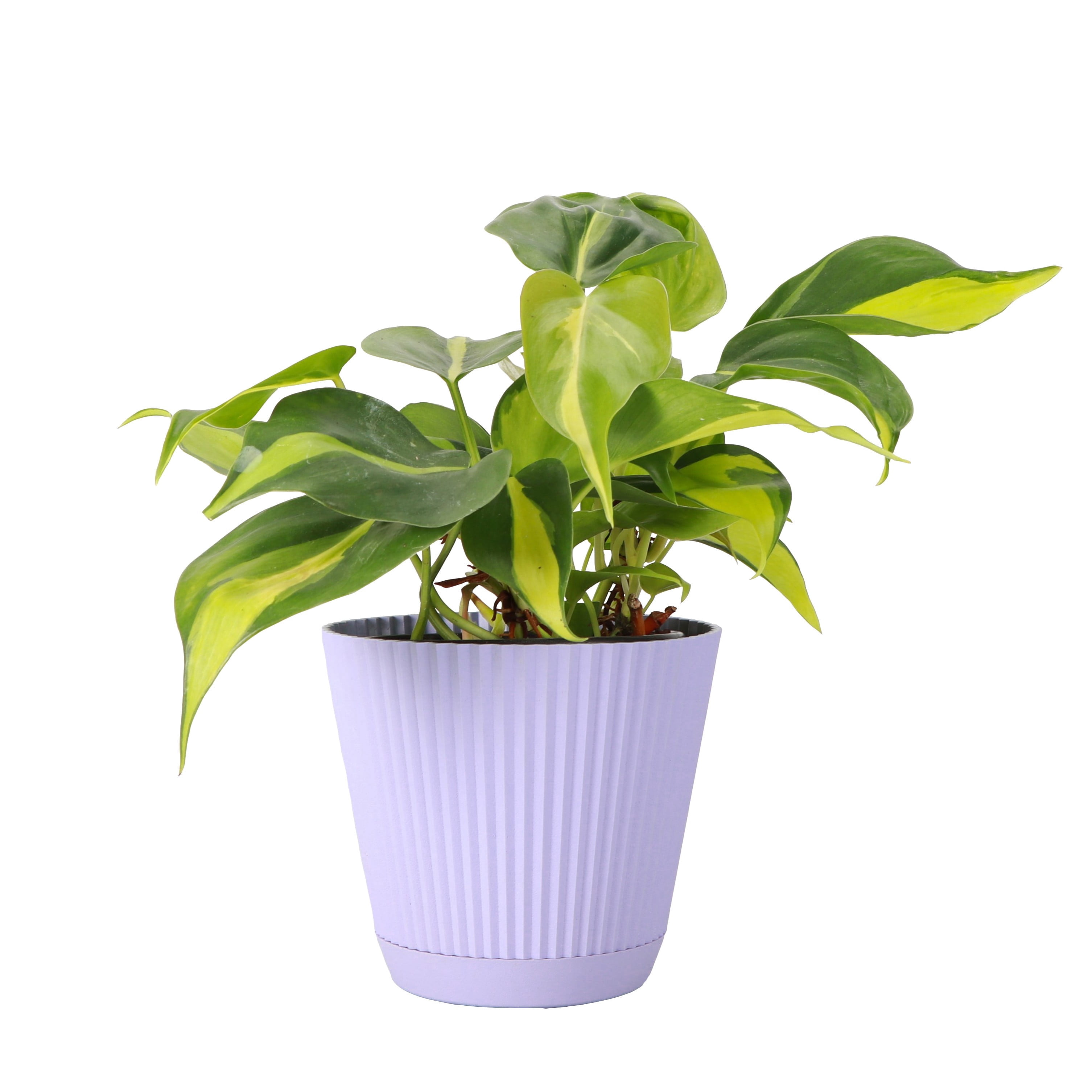 Live Brazil Philodendron Plant - Fast Growing - 4" Decorative Pot Cover - Thorsen's Greenhouse
