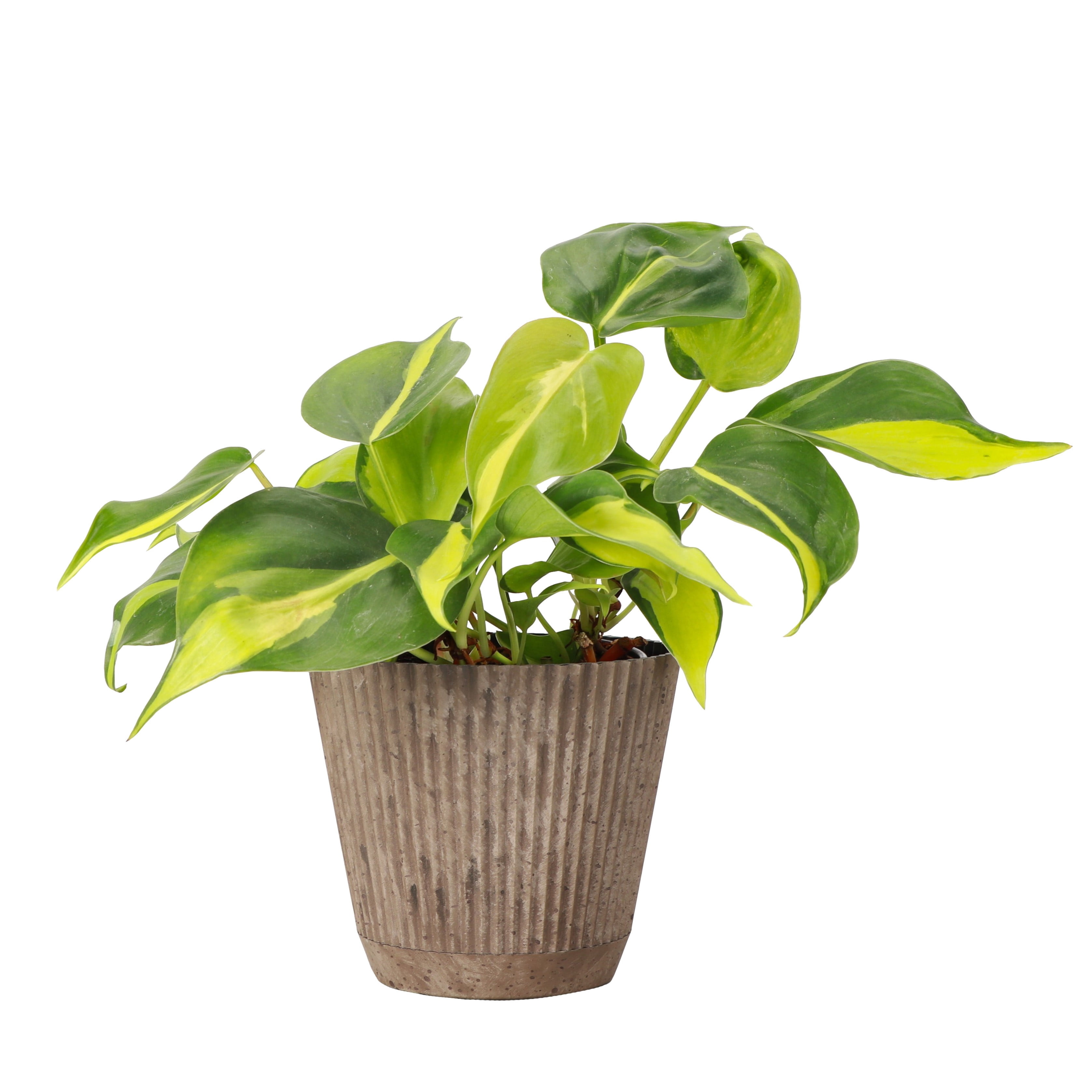 Live Brazil Philodendron Plant - Fast Growing - 4" Decorative Pot Cover - Thorsen's Greenhouse