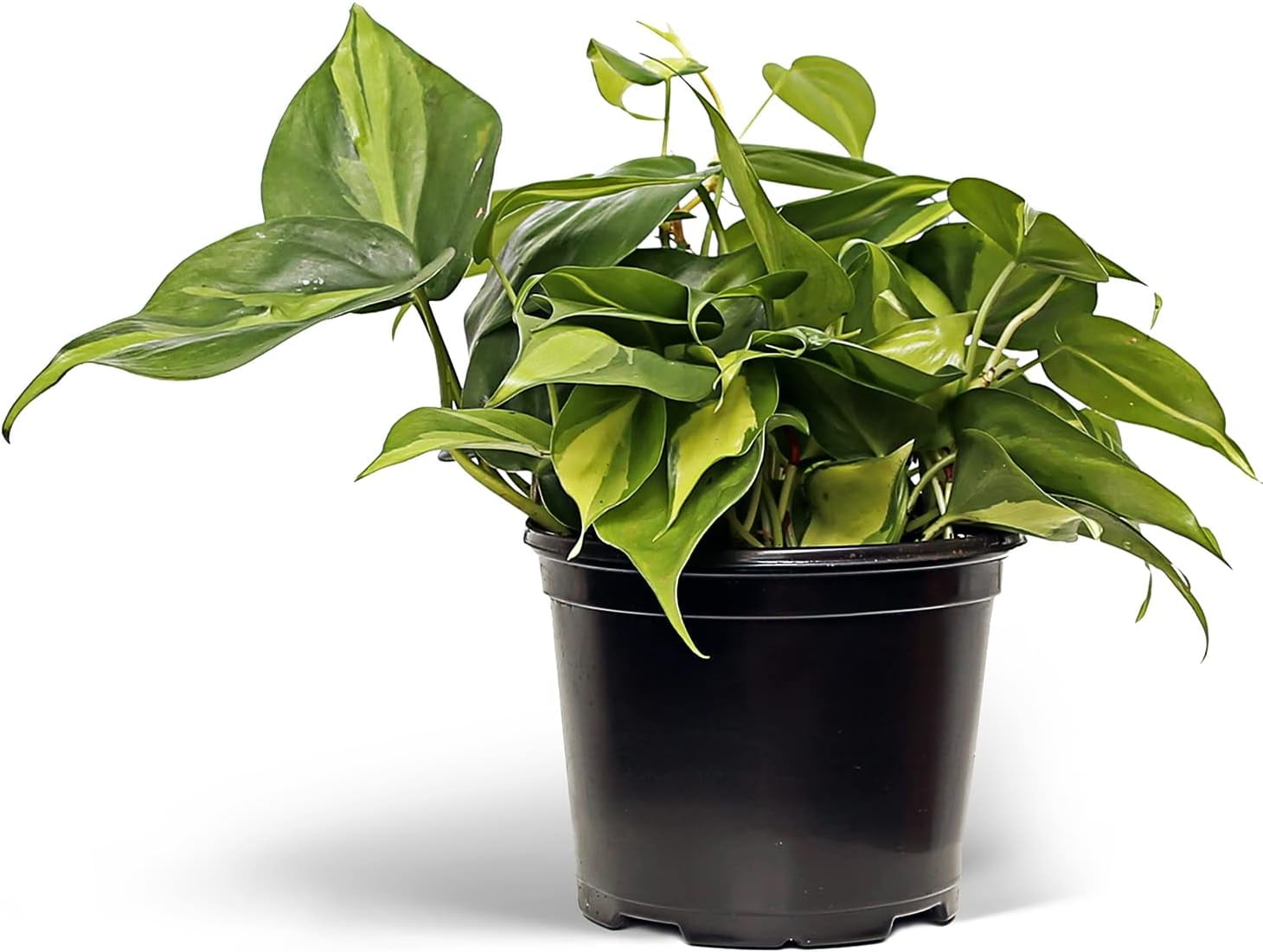Live Brazilian Philodendron, Philodendron Scandens Brazil, Father's Day  Gift, Gardener Gift, Evergreen Potted Houseplant, Trailing Indoor Plant,  Housewarming Gift Plant in 6\, image size:1460x1101