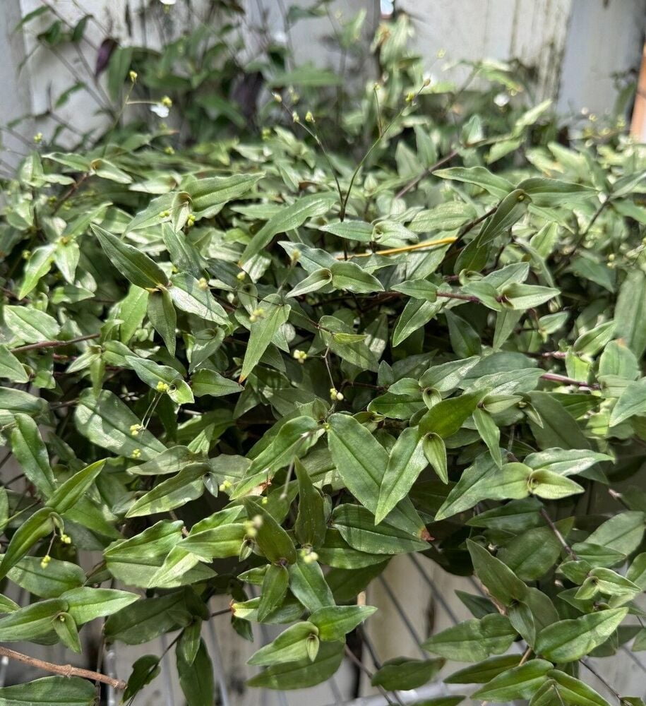 Live Bridal Veil wandering jew plant Tradescantia CUTTINGS