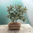 thumbnail image 1 of Live Brush Cherry Bonsai Tree in Ceramic Planter - Single, 1 of 7