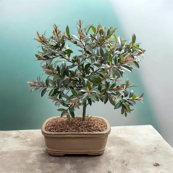 Live Brush Cherry Bonsai Tree in Ceramic Planter - Single