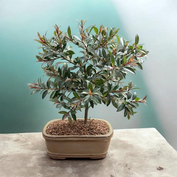 Live Brush Cherry Bonsai Tree in Ceramic Planter - Single
