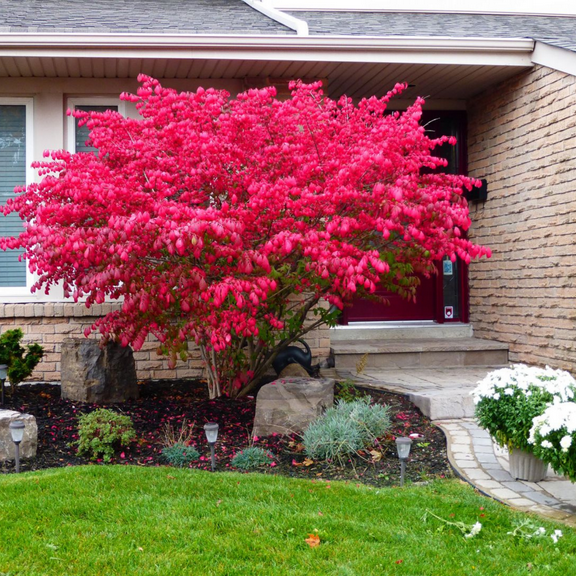 Live Burning Bush Plant 35 Inch, Euonymus Burning Bush Shrub for Outdoor Planting, Burning Bush Ready to Plant