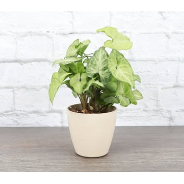 Live Butterfly Syngonium Plant - 4" Biodegradable Pot - Natural
