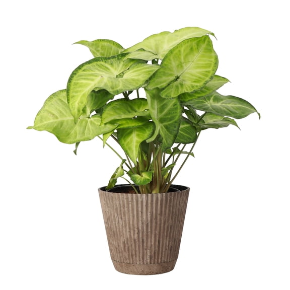 Live Butterfly Syngonium Plant - Low Light - 4" Decorative Pot Cover - Thorsen's Greenhouse