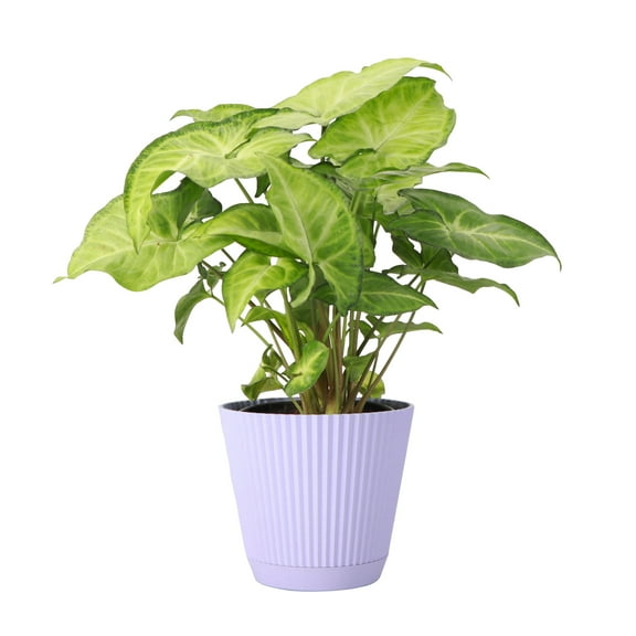 Live Butterfly Syngonium Plant - Low Light - 4" Decorative Pot Cover - Thorsen's Greenhouse