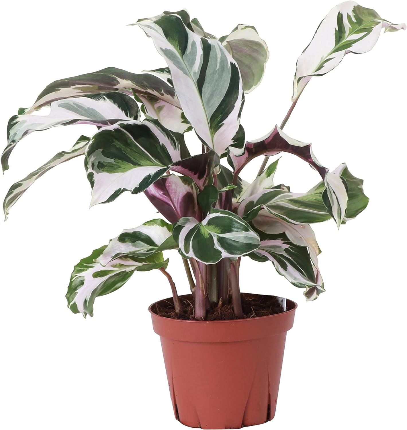 Live Calathea Stella Plant, Rare Variety, Pet Safe, Live Indoor House