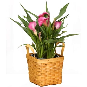 Live Calla Lily in Square Woven Gift Basket- 6 Inch Indoor Plant