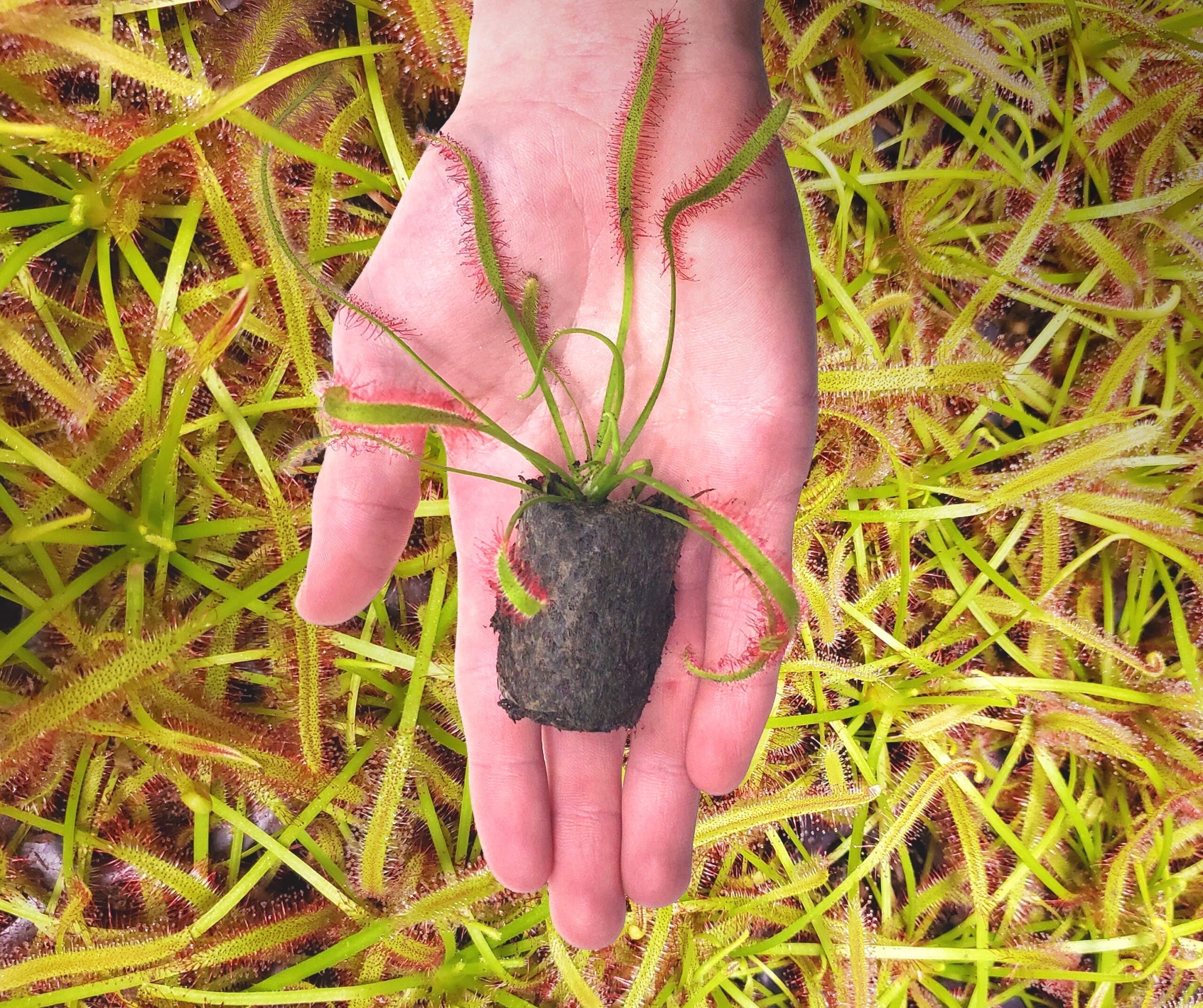 Live Cape Sundew Carnivorous Plant (Bare-Root) – Drosera Capensis with ...