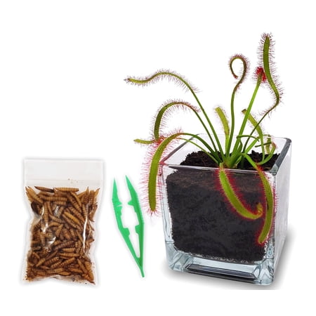 Live Cape Sundew Plant with Carnivorous Plant Food in 2.5” Glass Cube – Indoor Bug-Eating Terrarium Gift with Peat Pellets for Home or Office