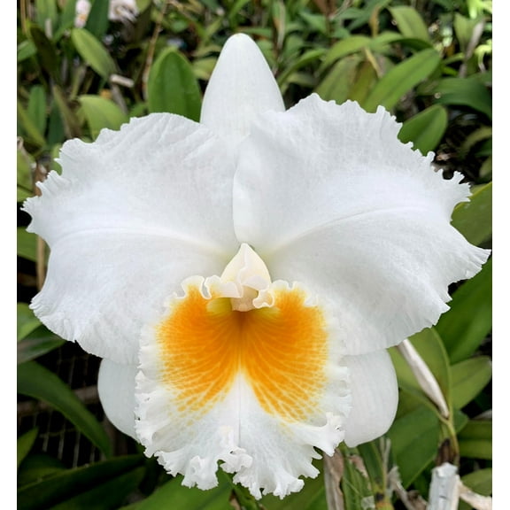 Live Cattleya Orchid FROM FLORIDA 4" Pot Blooming Size, Fragrant, Various Colors