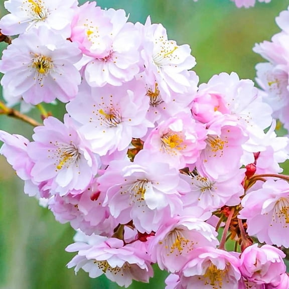 Live Cherry Blossoms Tree Plant, Autumnalis Flowering Cherry in 2.5 Inches Pot, Perennial Bloom, 9 Months Old Trees
