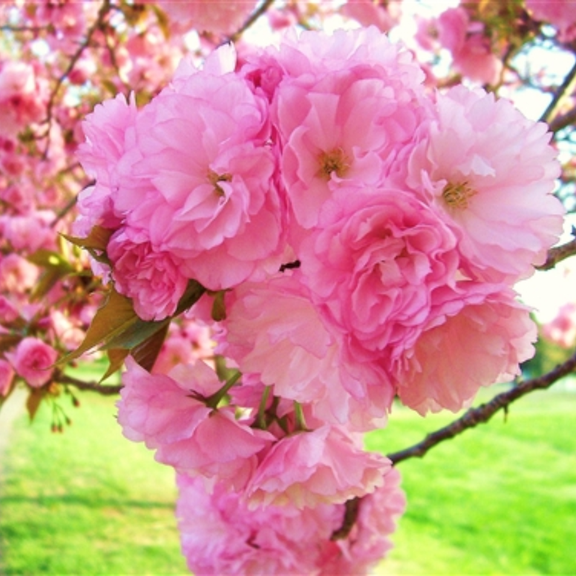 Live Cherry Blossoms Tree Plant, Kwanzan Flowering Cherry in 2.5 Inches Pot, Perennial Bloom, 9 Months Old Trees