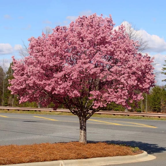 Live Cherry Blossoms Tree Plant, Okame Flowering Cherry in 2.5 Inches Pot, Perennial Bloom, 9 Months Old Trees