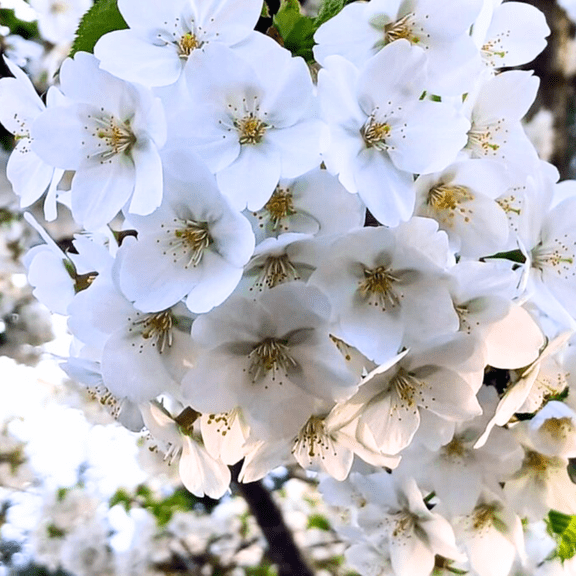 Live Cherry Blossoms Tree Plant, Snowgoose Flowering Cherry in 2.5 Inches Pot, Perennial Bloom, 9 Months Old Trees
