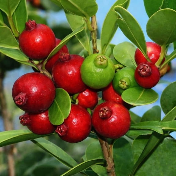 Live Cherry Guava Tree Plant, Red Cherry Guava Tree, Sweet Tropical Fruit Plant, 10-16 Inch, for Outdoor Planting