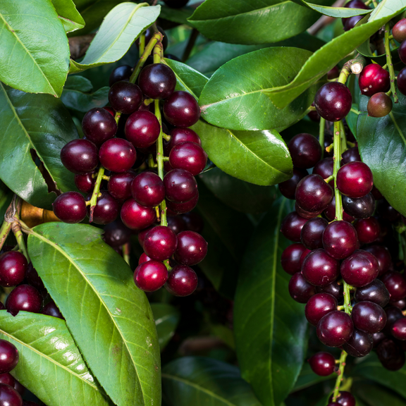 Live Cherry Laurel Tree Plant, Dormant Cherry Laurel Bush, 2.5 Inches Pot for Outdoor Growing