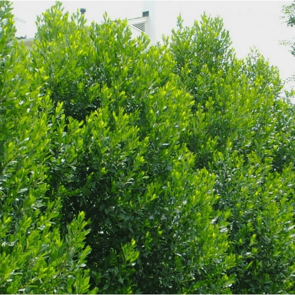 Live Cherry Laurel Tree Prunus Caroliniana Plant Shrubs Hedges Tree 6-12" tall in 2.5" pots