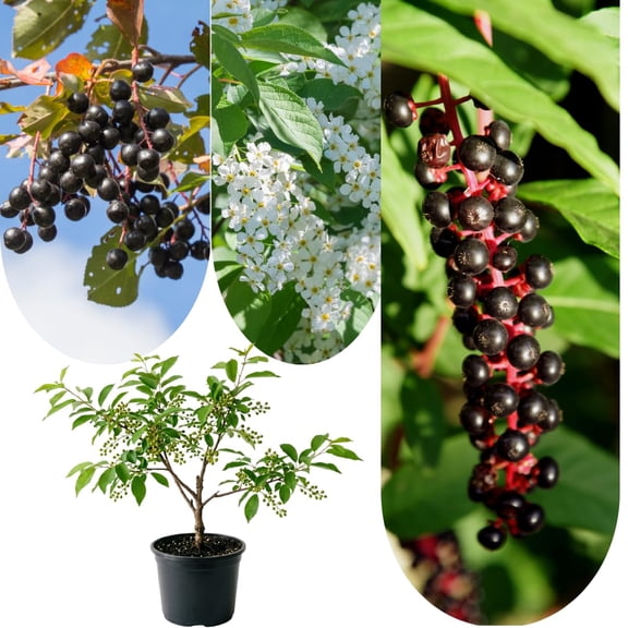 Live Chokecherry Plant, Chokecherry Fruit Plant, 7 to 9 Inches Tall, Hardy Fruit Shrub in 5 Inch Pot, Suitable for Landscape and Outdoor Garden Growing