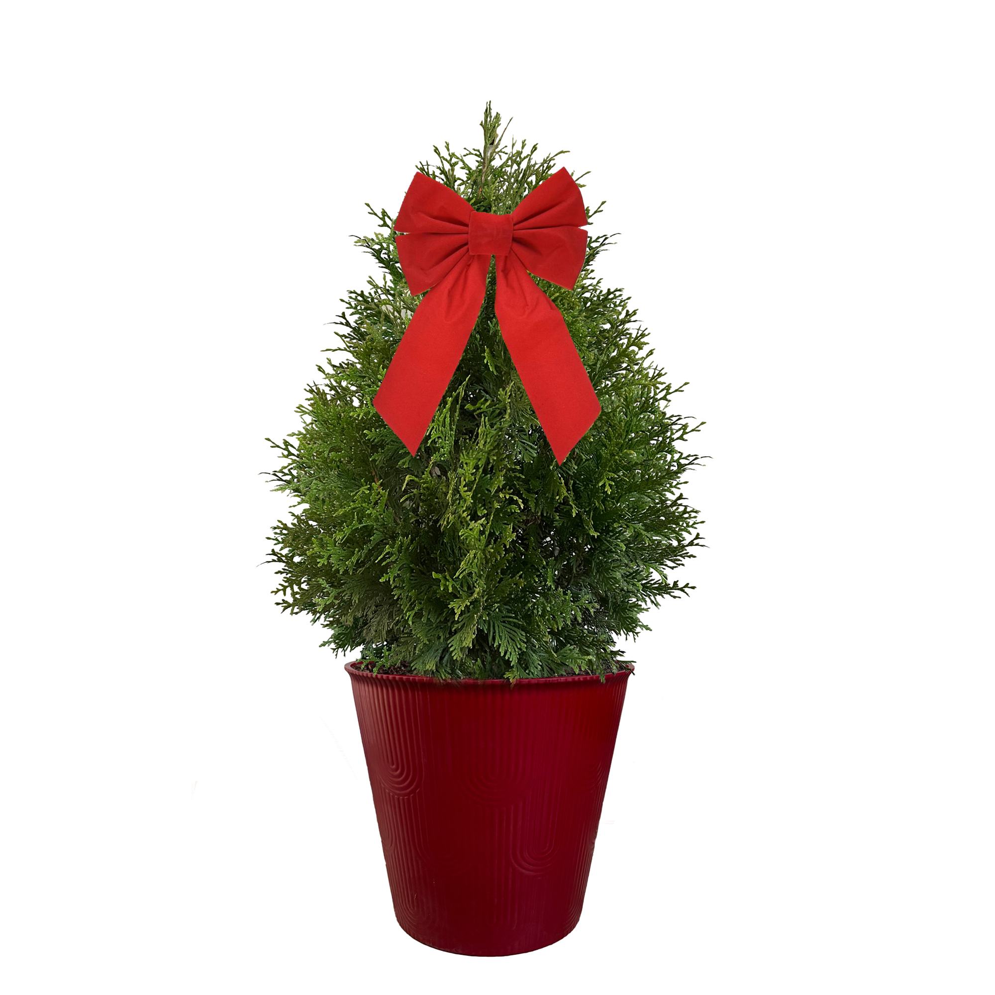 Live Christmas Arborvitae Green Giant Cypress in Decorative Holiday Pot (3 Gallon)