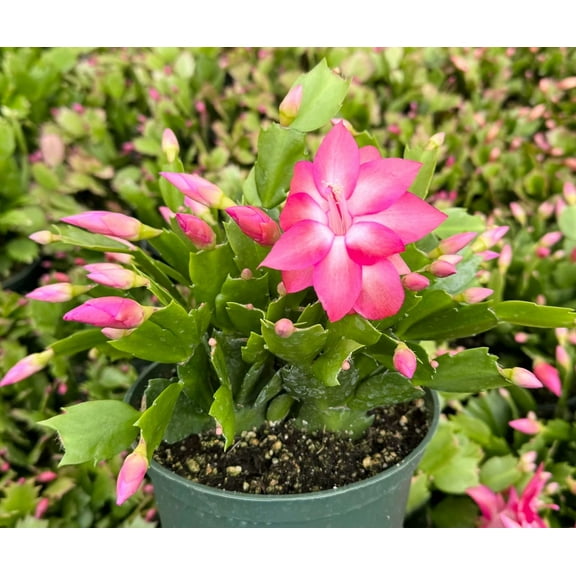 Live Christmas Cactus Plant - Holiday Cactus Plant - Crab Cactus Plant - Flowering House Plant - 6 Inch pot