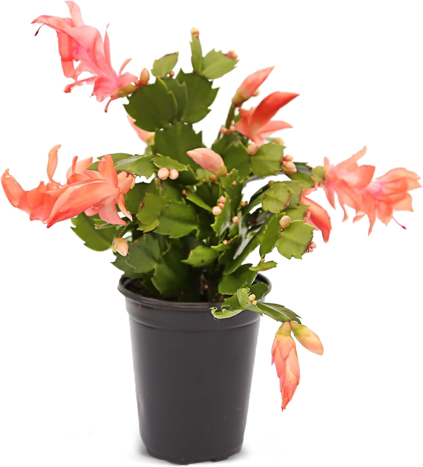 Live Christmas Cactus, Zygocactus Red, Schlumbergera, Decembrist