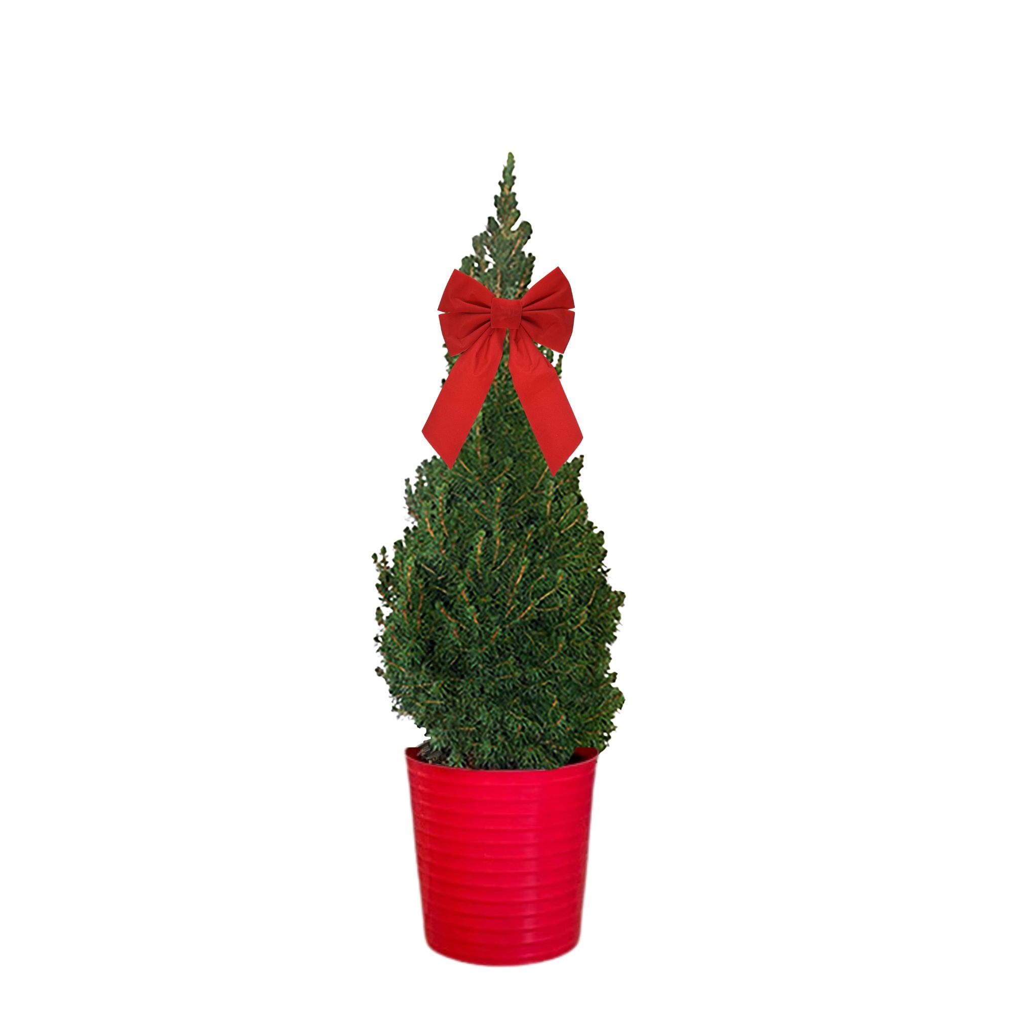 Live Christmas Dwarf Alberta Spruce Shrub in Decorative Holiday Red Pot ...