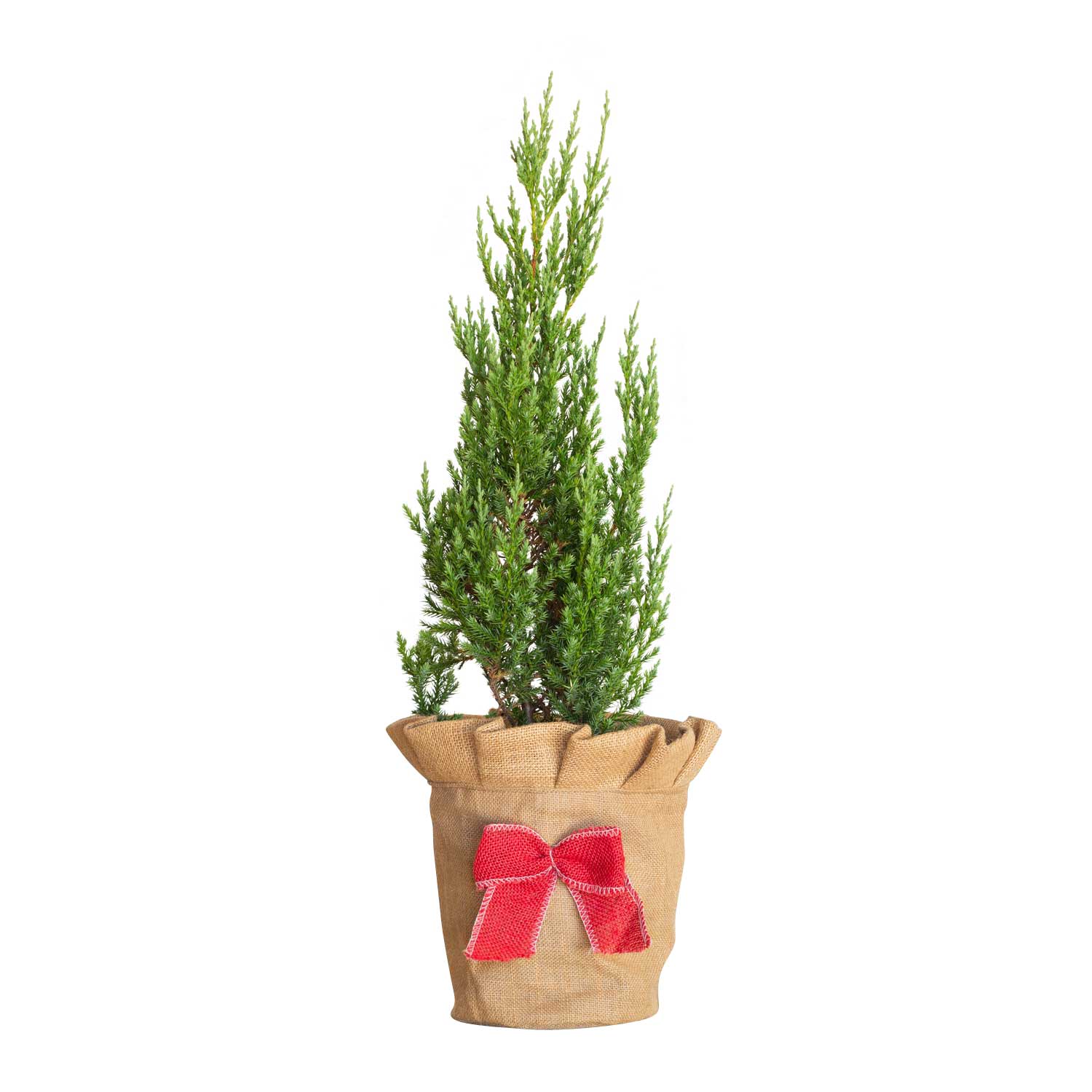 Live Christmas Tree Blue Point Juniper (2.5 Quart) Evergreen Plant with