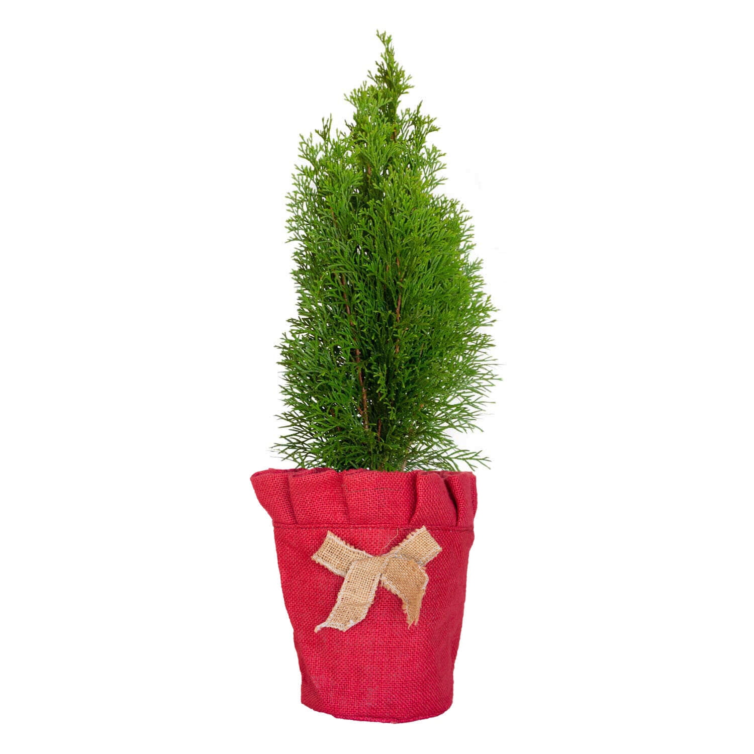 Emerald Green Arborvitae Living Christmas Tree with Red Burlap Wrap