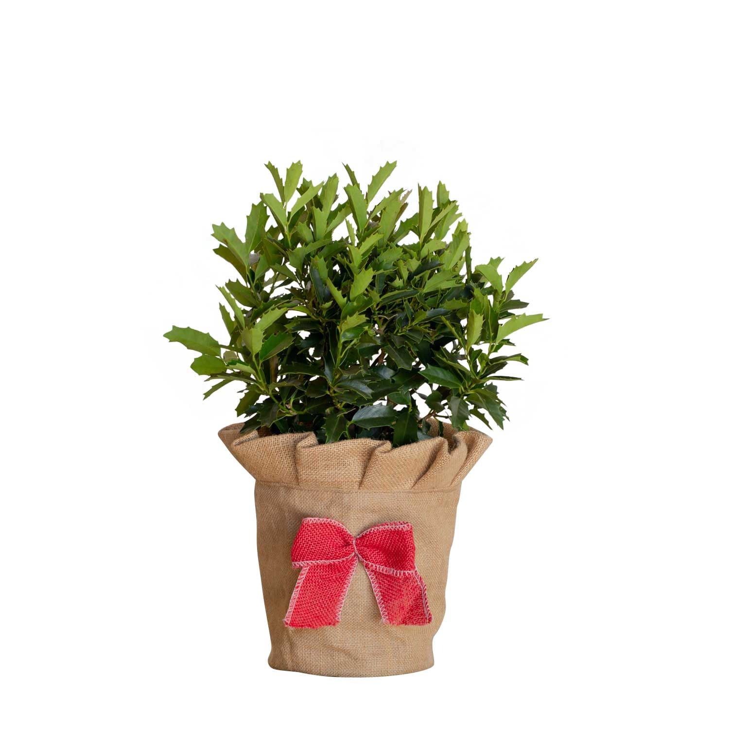  T50HLY Holiday Sale Christmas Holly - Slotted Sale