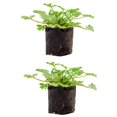 thumbnail image 1 of Live Citronella Geranium Plant Plugs (2-Pack), Pelargonium Citronella Scented Seedlings, 1 of 9