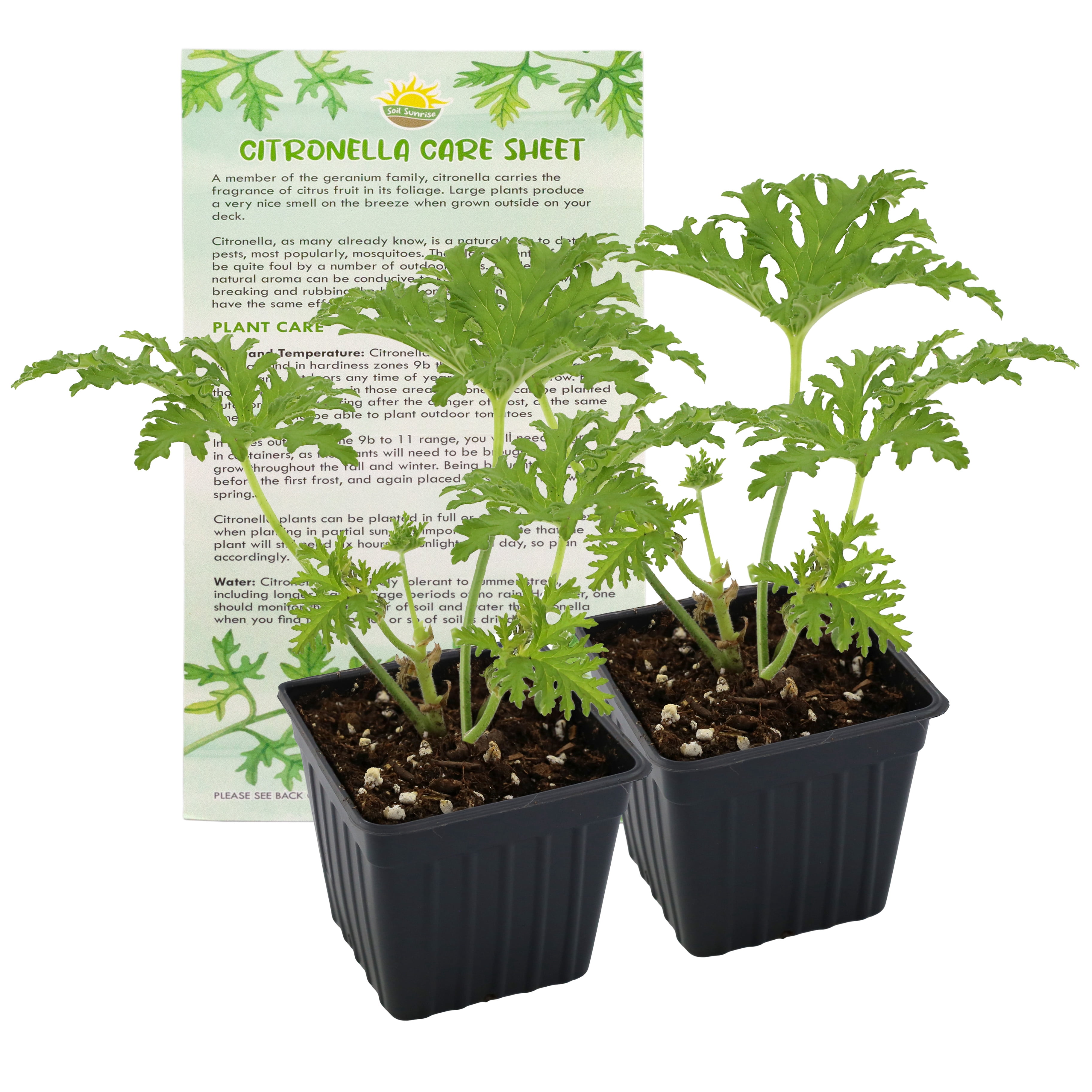 Live Citronella Geranium Plants (2-Pack); Pelargonium Citronella Scented Potted Plants