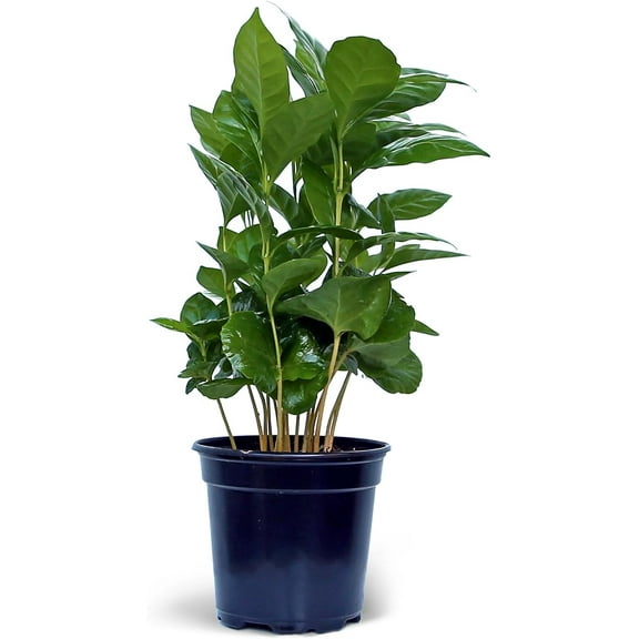 Live Coffee Plant, Coffea Arabica, Coffee Tree, Arabian Coffee, Fragrant Houseplant, Mother's Day Gift, Christmas Gift, Office Plant, Birthday Gift in 4" Pot