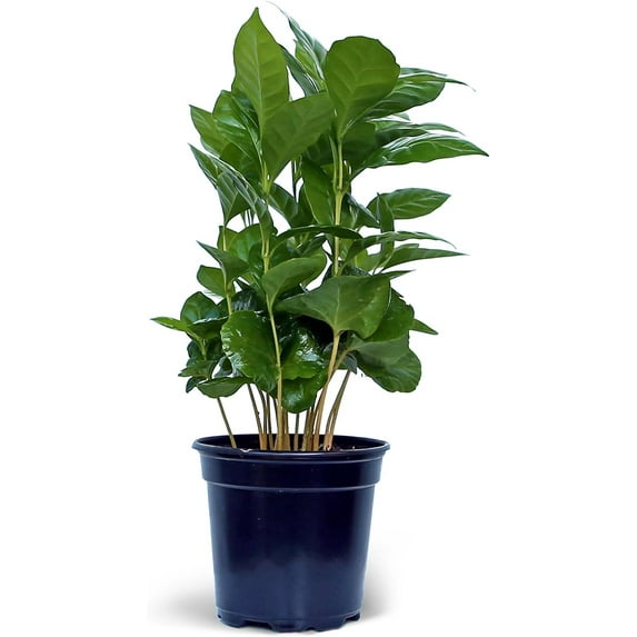 Live Coffee Plant, Coffea Arabica, Coffee Tree, Arabian Coffee, Fragrant Houseplant, Mother's Day Gift, Christmas Gift, Office Plant, Birthday Gift in 4" Pot