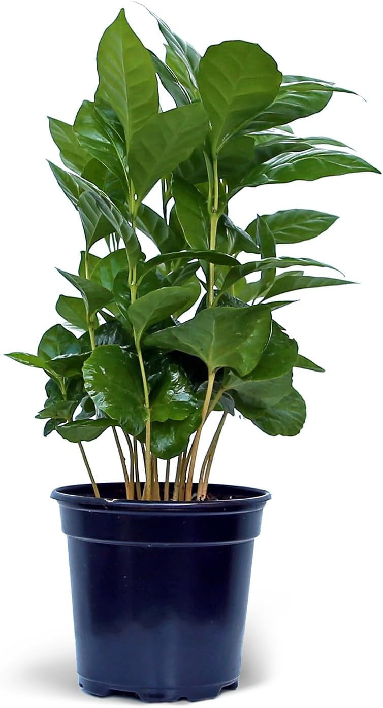 Live Coffee Plant, Coffea Arabica, Coffee Tree, Arabian Coffee, Fragrant Houseplant, Mother's Day Gift, Christmas Gift, Office Plant, Birthday Gift in 4" Pot