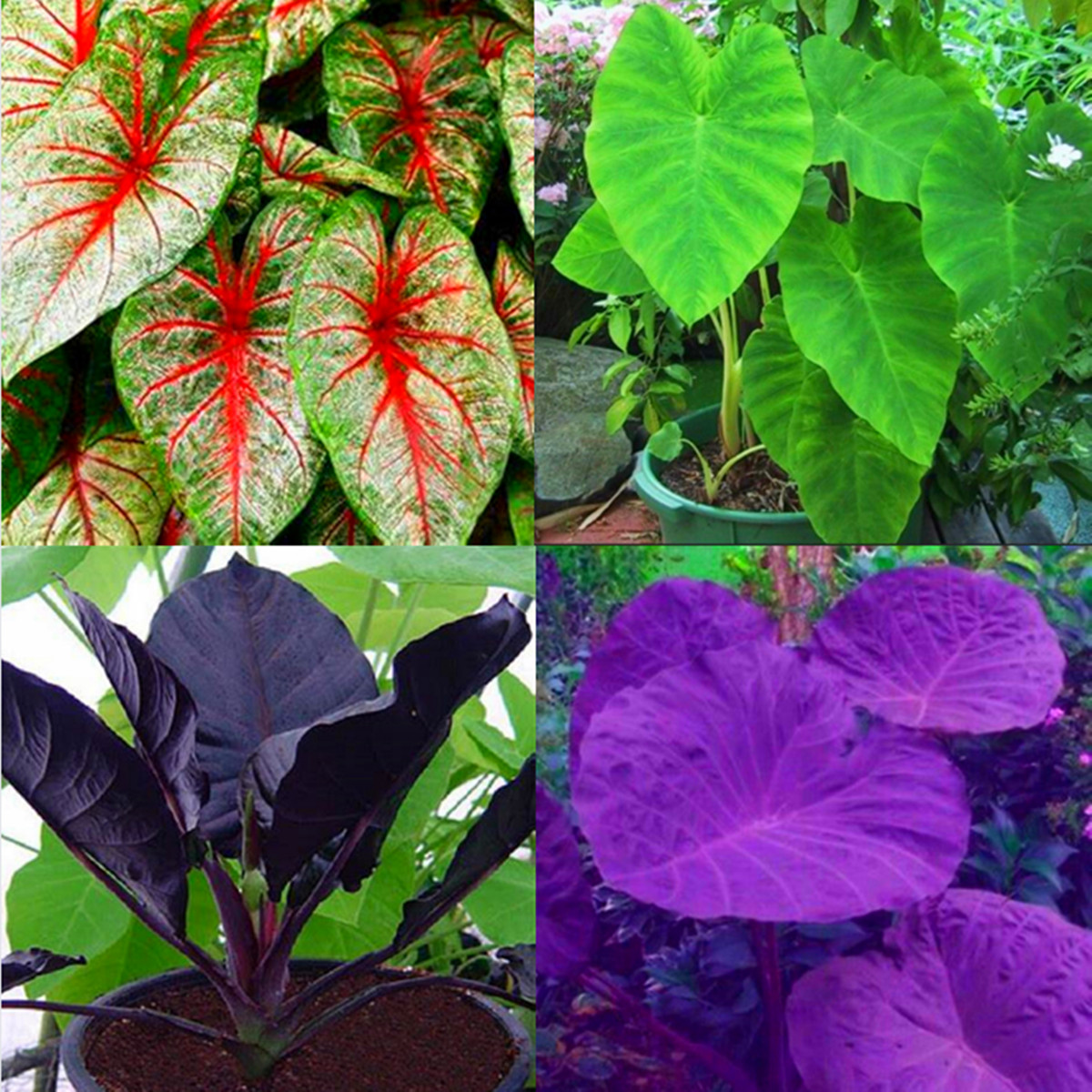 Elephant Ear Bulb, Perennial Evergreen Herb, Elephant Ear Bulbs Giant