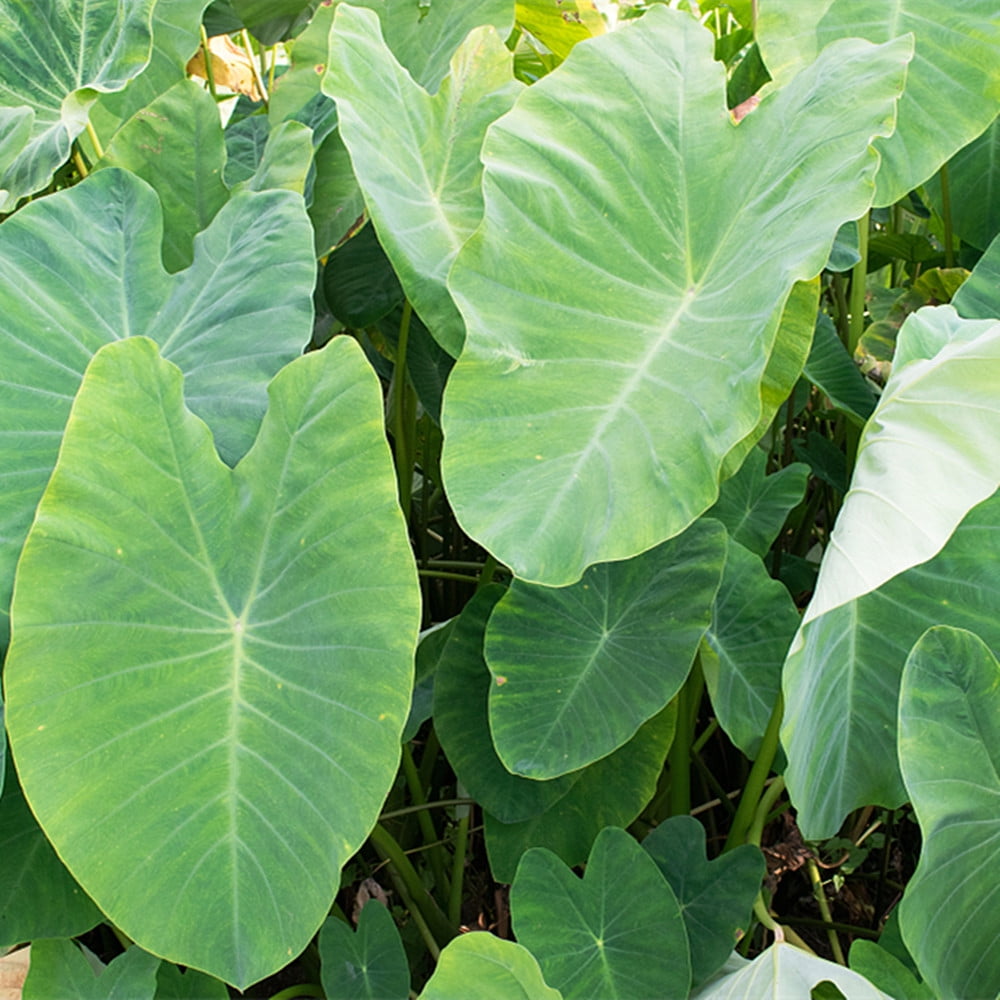 Live Colocasia Esculenta Elephant Ear Taro Gabi Kalo Eddo Bulbs